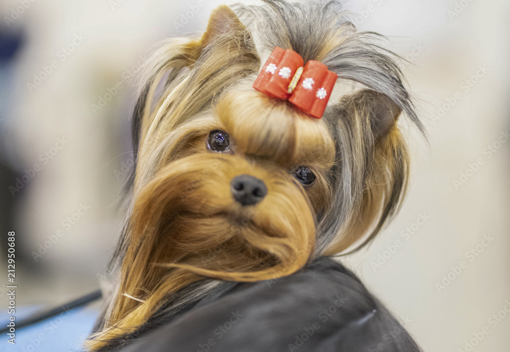Naklejka premium Yorkshire Terrier with with red ribbon in hair at Paducah's Dog Show, April 8, 2018