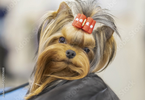 Yorkshire Terrier with with red ribbon in hair at Paducah's Dog Show, April 8, 2018