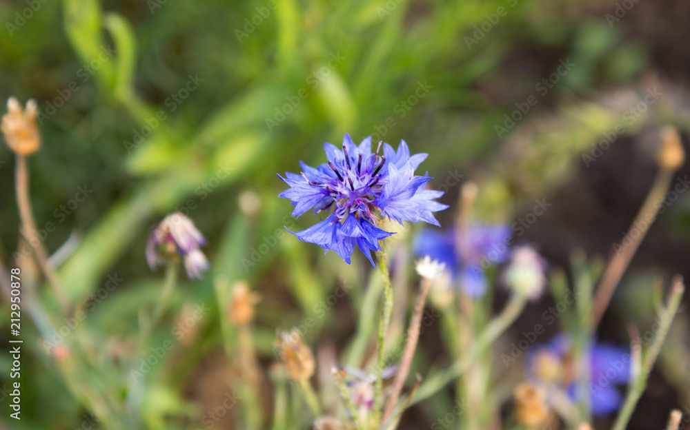 Obraz premium Centaurea cyanus - cornflower blue