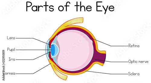 Part of Human Eye