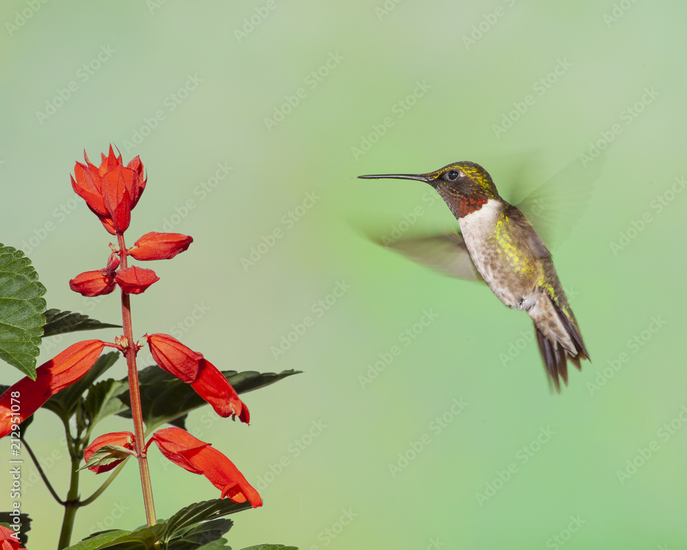 Fototapeta premium Male Ruby-throated Hummingbird Hovering at Red Flower