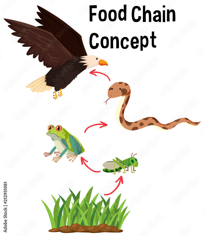 Science Food Chain Concept Stock Vector Biology Diagrams