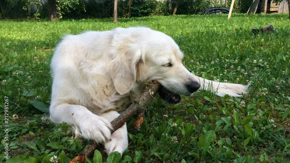 happy life of pets. golden retriever with appetite gnaws wand in the garden - handheld shoot happy life of pets. golden retriever with appetite gnaws wand in the garden - handheld shoot