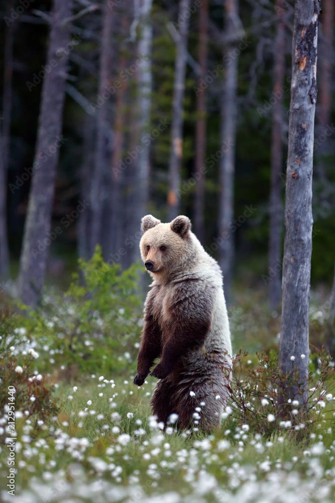 Fototapeta premium The brown bear (Ursus arctos) male walking in the forest. Female bear in the finnish taiga.Young bear with sunset in the background.