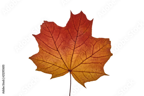 autumn maple leaf on white background  close-up  leaves texture  beautiful nature  yellow-red autumnal background