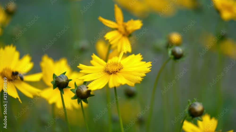 Honey bee collecting pollen on a bright yellow flower. Coreopsis. Honey bee collecting pollen on a bright yellow flower. Coreopsis.