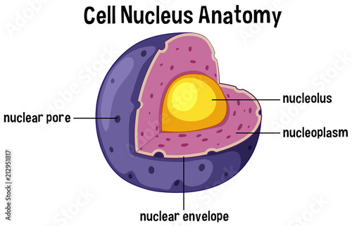 Cell nucleus anatomy diagram photo