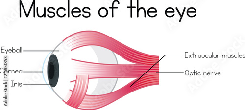 Human Muscles of the Eye