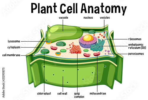 Plant Cell Anatomy diagram