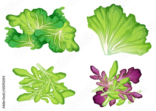 A Set of Leaf Vegetable