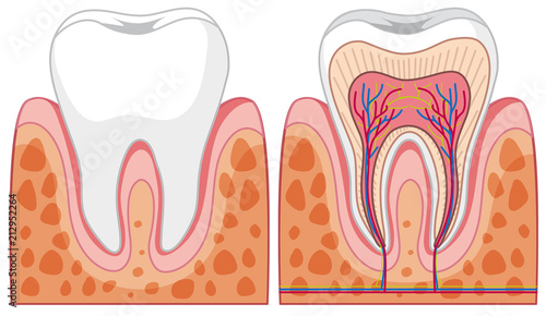 Set of tooth diagrams