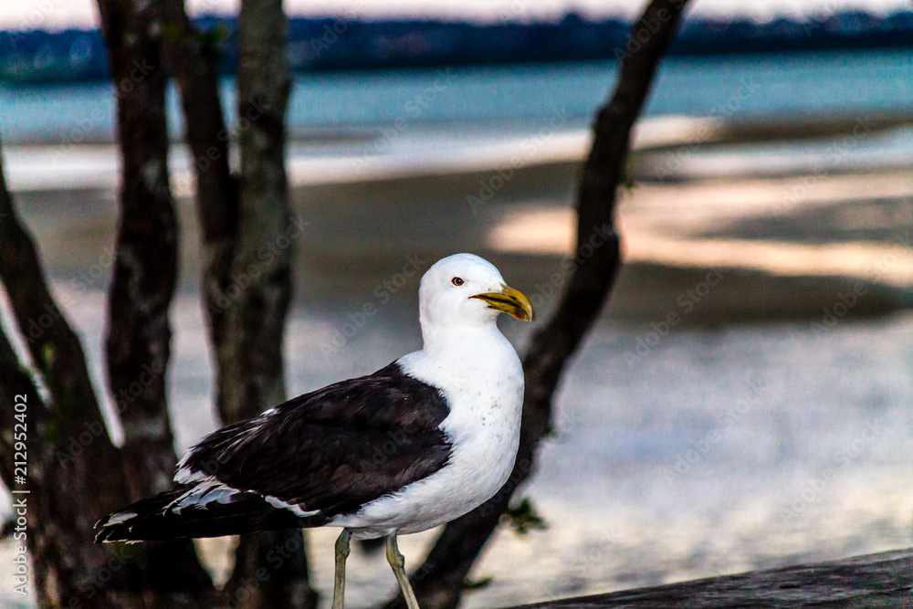 Fototapeta premium Southern black-backed gull,(Larus dominicanus), on the beach, Point Chevier, Auckland, New Zealand