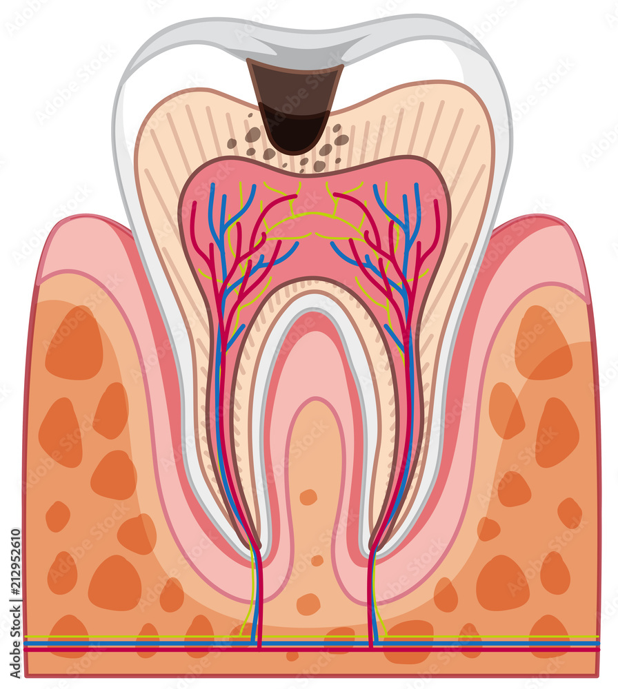 Human Tooth Anatomy on White Background