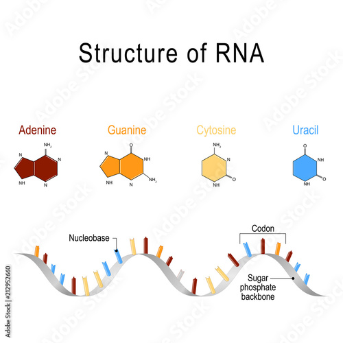 structure of RNA