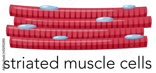 Magnified striated muscle cells