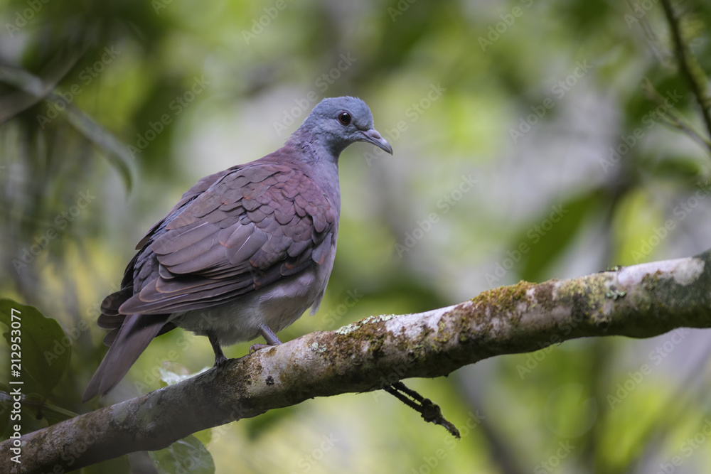 Madagascar Turtle-dove - Nesoenas picturatus, beautiful colored dove endemic in Madagascar forests, Andasibe. Madagascar Turtle-dove - Nesoenas picturatus, beautiful colored dove endemic in Madagascar forests, Andasibe.