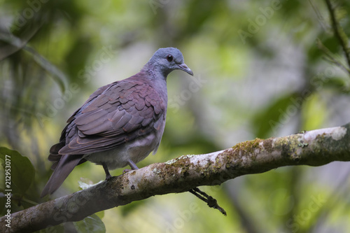 Quadro su tela Madagascar Turtle-dove - Nesoenas picturatus, beautiful colored dove endemic in Madagascar forests, Andasibe