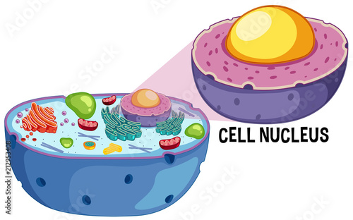Animal Cell Nucleus on White Background