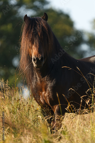 Fototapeta Naklejka Na Ścianę i Meble -  Islandhengst 