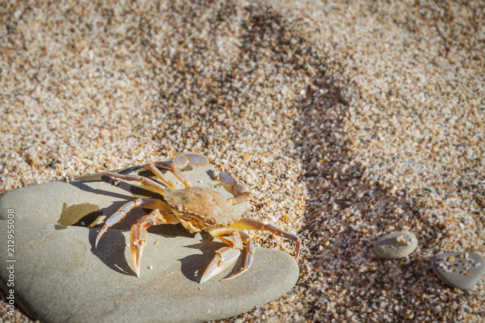 Live crab sitting on a flat stone on the beach