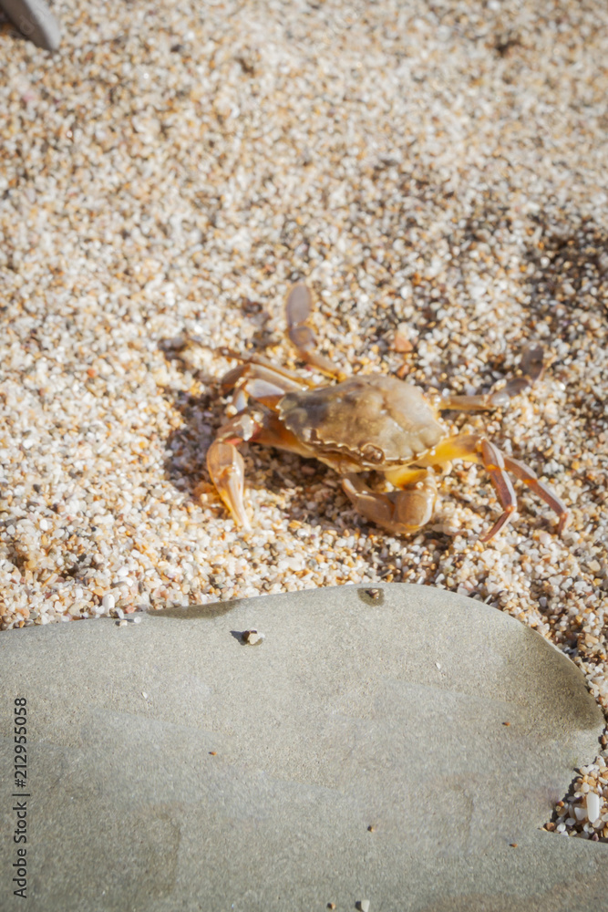 Live crab sitting on a flat stone on the beach