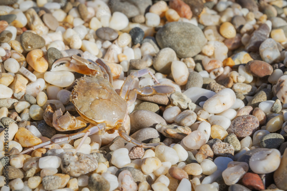 Live crab sitting on small stones on the beach in the summer Live crab sitting on small stones on the beach in the summer