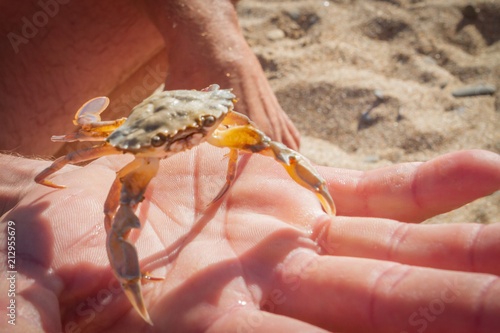 Live crab in a man's hand on a sandy beach background photo