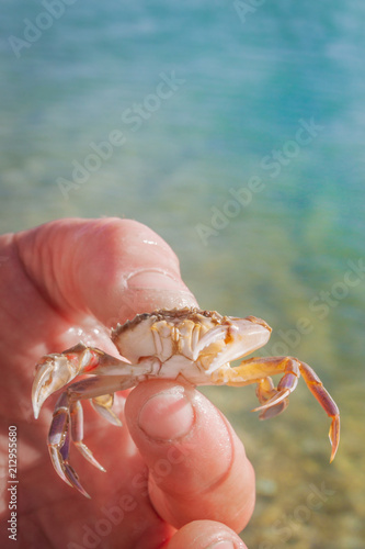 Live crab in the hand of a man on the background of the sea
