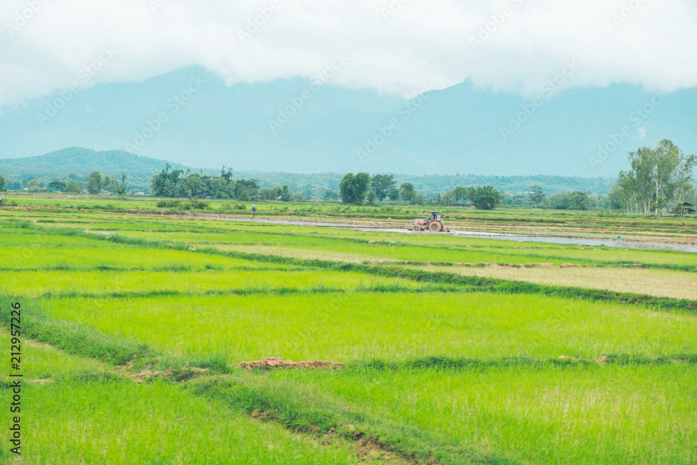 Rice field , Farmer and Tractor with Mountain background in thailand