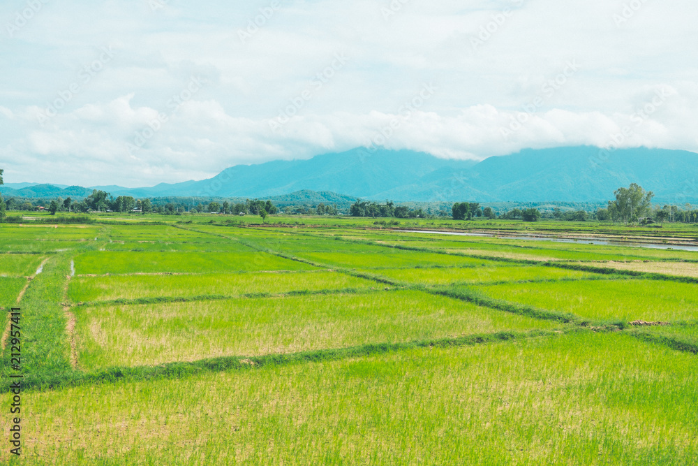 Rice field with Mountain background in thailand
