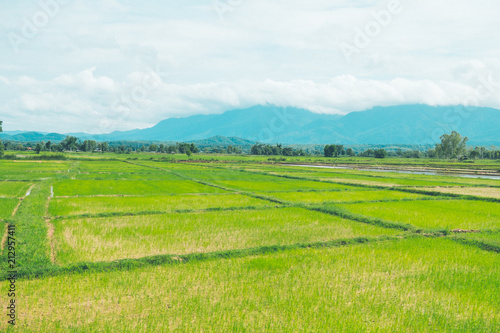 Rice field with Mountain background in thailand