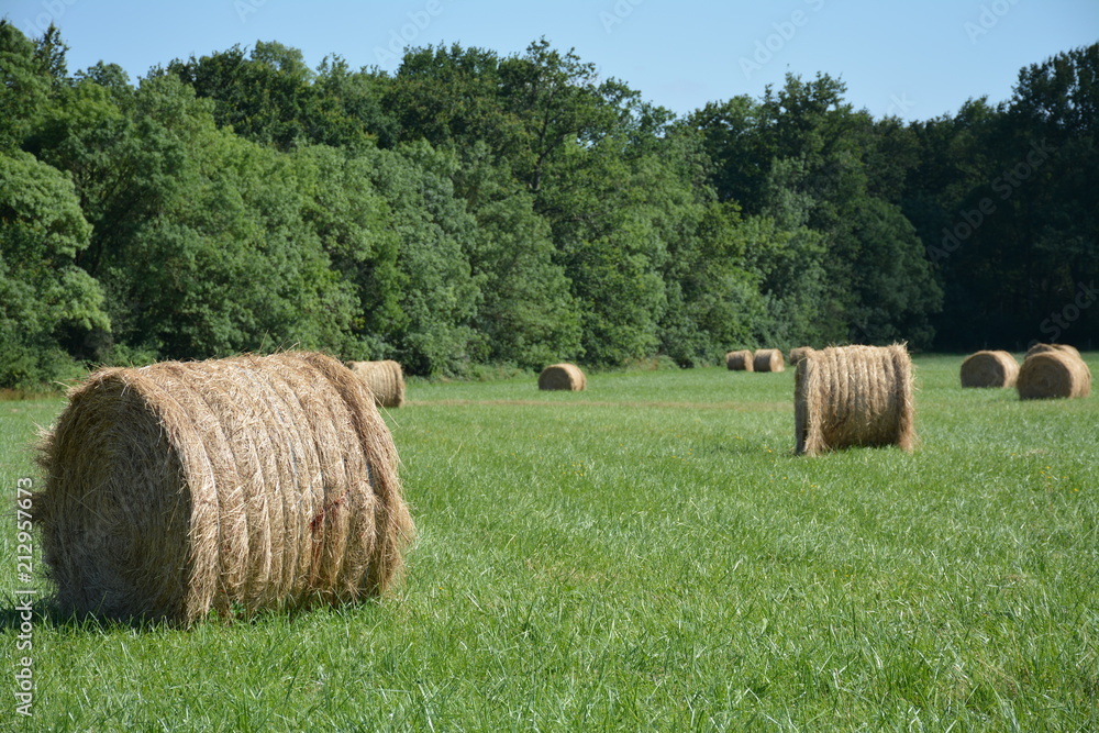 Bouaye - Agriculture