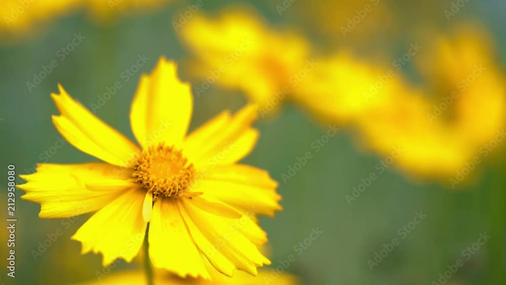 Coreopsis. Summer flowers. Yellow flowers in garden. Coreopsis. Summer flowers. Yellow flowers in garden.