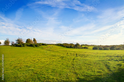 Green field and blue sky. Field of fresh grass - nature background