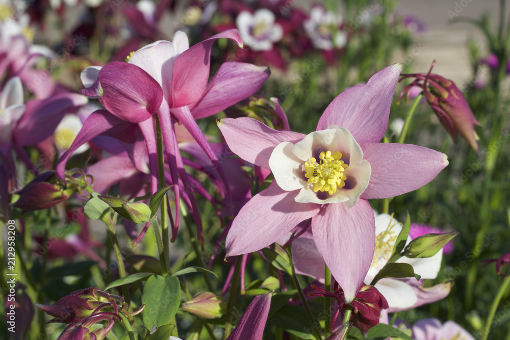 Close up view of pink columbine (aquilegia) flowers in bloom Close up view of pink columbine (aquilegia) flowers in bloom