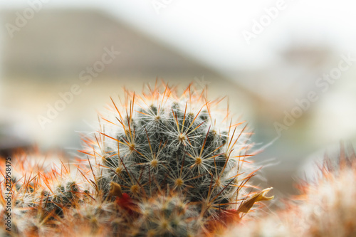cactus with large needles, spines, close-up