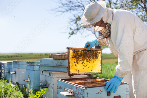 Fotografia Beekeeper is working with bees and beehives on the apiary