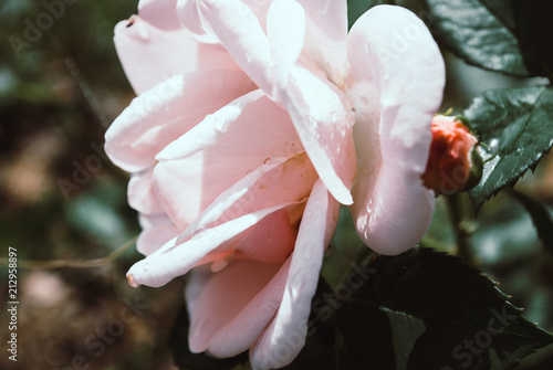 White rose with a slight pink tinge with raindrops photo