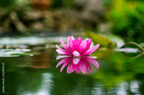 flower of a water lily in a pond