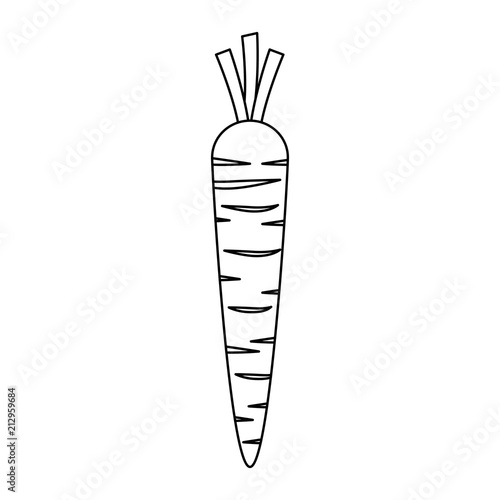 carrot fresh isolated icon