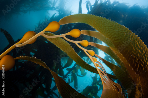 Giant Kelp in California photo