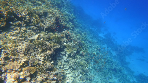 Wallpaper Mural Rafa koralowa Torontodigital.ca