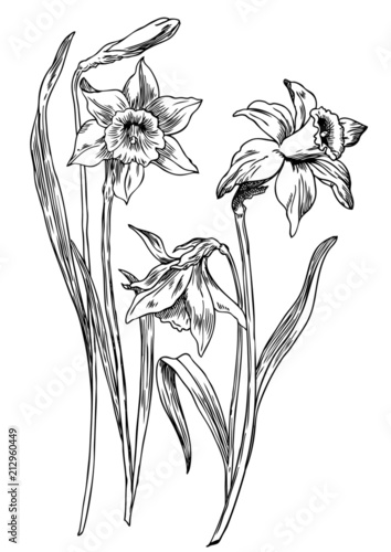 Daffodils