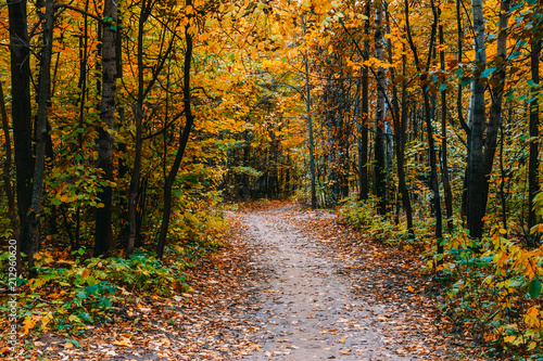 Path in a forest with colorful autumn leaves © maria_lh