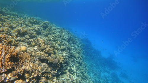 Fototapeta Naklejka Na Ścianę i Meble -  Rafa koralowa