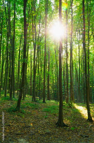 forest trees. nature green wood sunlight backgrounds. © nata777_7