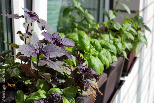 The stylish interior of home garden on the window sill. Fresh herbs on the window sill: multicolored basil.