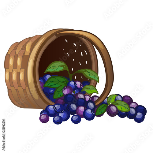 Wicker basket with spilled blueberries isolated on white background. Vector cartoon close-up illustration.