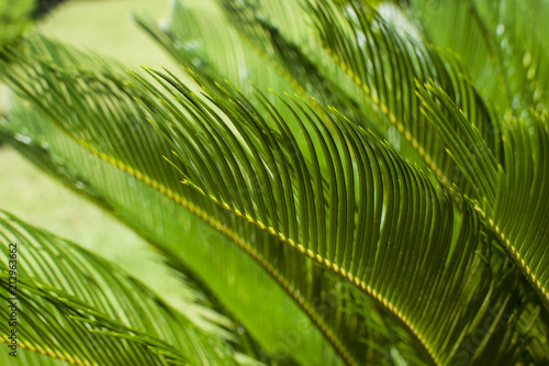 background with leaf of Cycas (the branches are on the right)