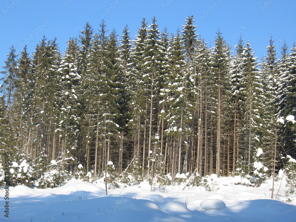 Carpathian winter